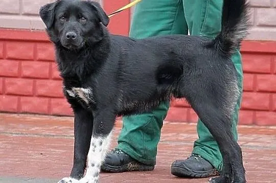 SYFON - młody pies, mieszaniec labradora do adopcj