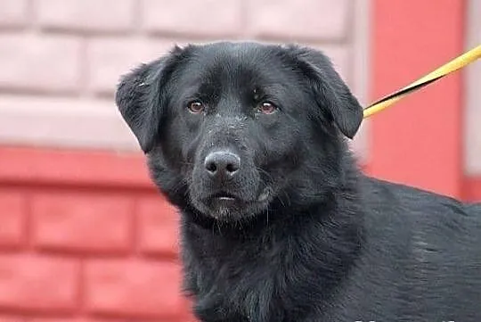 SYFON - młody pies, mieszaniec labradora do adopcj