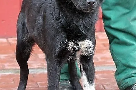 SYFON - młody pies, mieszaniec labradora do adopcj