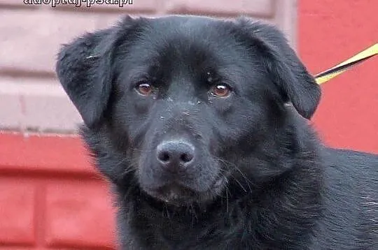SYFON - młody pies, mieszaniec labradora do adopcj