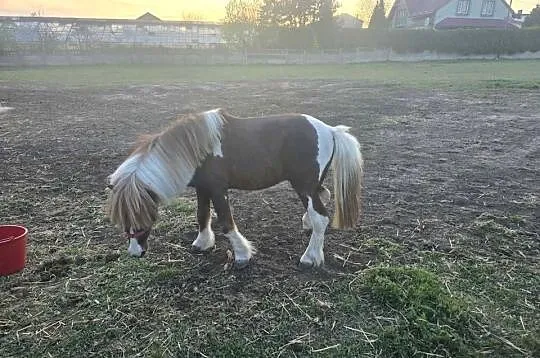 Sprzedam 2 kucyki, Łódzkie, Ujazd