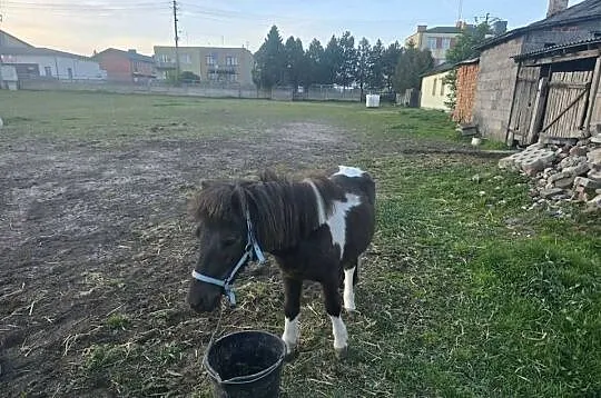 Sprzedam 2 kucyki, Łódzkie, Ujazd