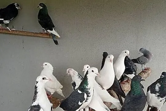 Sprzedam gołebie, Lubuskie, Lubiszyn