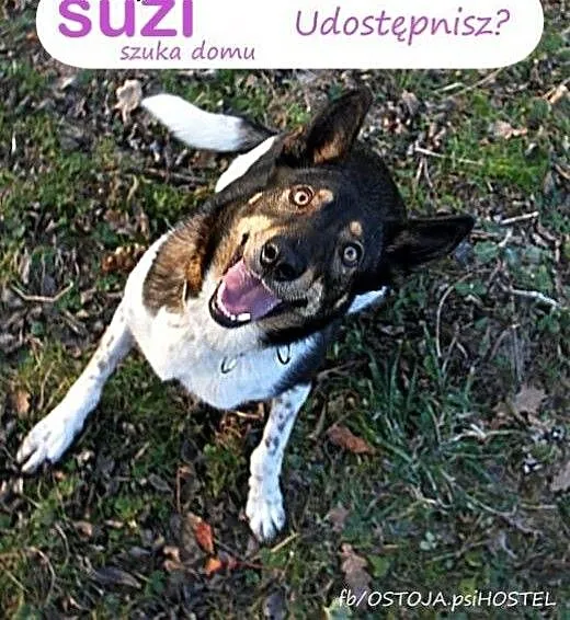 Suzi- wspaniała sunia do adopcji, mazowieckie War
