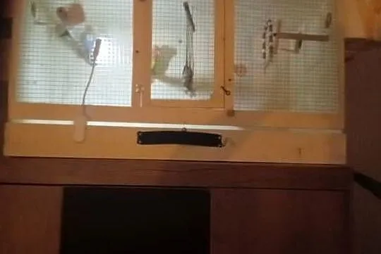 Ptaki ze zdjęcia, Opolskie, Strzelce Opolskie