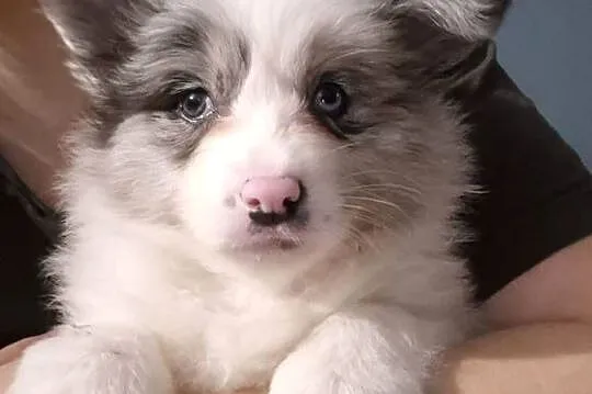 Border collie szczenieta , GOTOWE DO ODBIORU, Wielkopolskie, Łobżenica