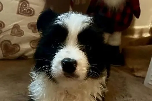 Border collie szczenieta , GOTOWE DO ODBIORU, Wielkopolskie, Łobżenica