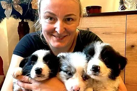 Border collie szczenieta , GOTOWE DO ODBIORU, Wielkopolskie, Łobżenica