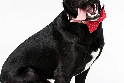 Młody, wesoły przystojniak Gufi szuka domu!,  Kund
