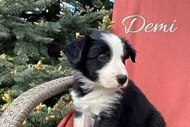 Szczeniak border collie z rodowodem (z badaniami gen. rodziców)