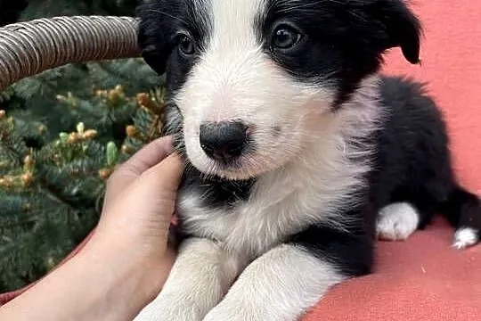 Szczeniak border collie z rodowodem (z badaniami gen. rodziców), Świętokrzyskie, Wola Murowana
