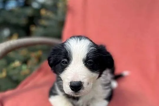 Szczeniak border collie z rodowodem (z badaniami gen. rodziców), Świętokrzyskie, Wola Murowana