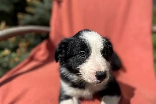 Szczeniak border collie z rodowodem (z badaniami gen. rodziców), Świętokrzyskie, Wola Murowana