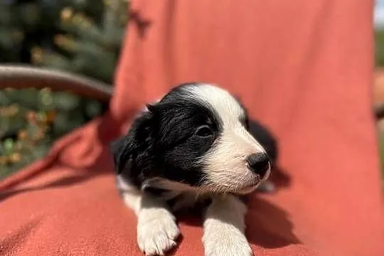 Szczeniak border collie z rodowodem (z badaniami gen. rodziców), Świętokrzyskie, Wola Murowana