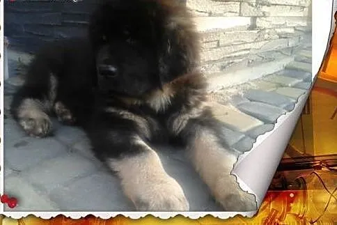 Mastif tybetański szczeniak,  małopolskie Tarnów