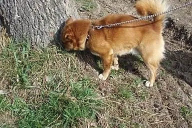 Kluch-mały psaik szuka domu !,  małopolskie Gorlic