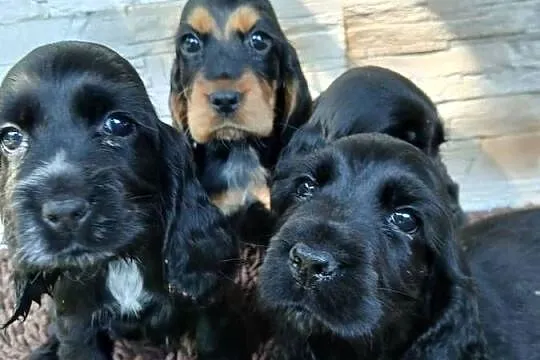 Śliczne Szczenięta Cocker Spaniel Angielski