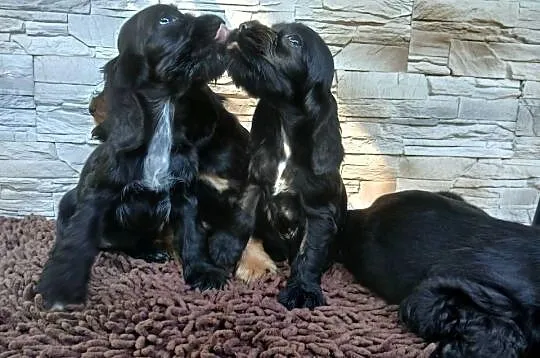 Śliczne Szczenięta Cocker Spaniel Angielski, Łódzkie, Sieradz