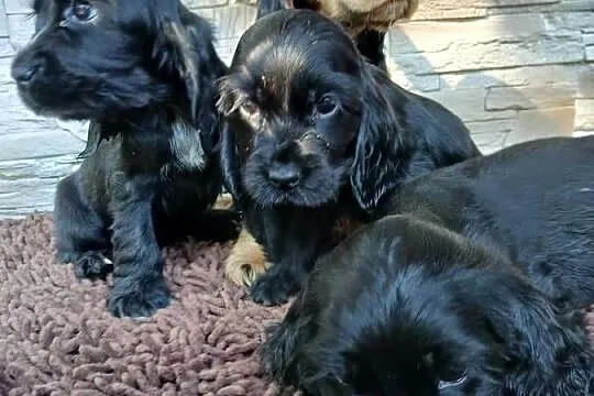 Śliczne Szczenięta Cocker Spaniel Angielski, Łódzkie, Sieradz