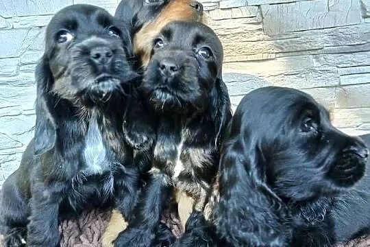 Śliczne Szczenięta Cocker Spaniel Angielski, Łódzkie, Sieradz