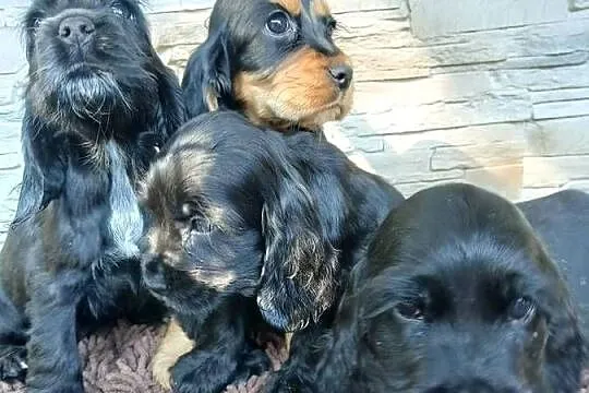 Śliczne Szczenięta Cocker Spaniel Angielski, Łódzkie, Sieradz
