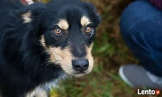 Haker - słodki pyszczek do adopcji. Schronisko to