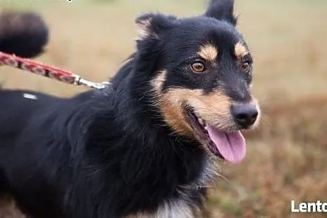 Haker - słodki pyszczek do adopcji. Schronisko to 