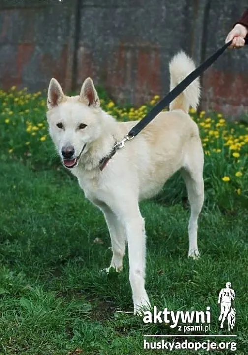 ZORRO- pogodny i inteligentny pies do adopcji, ma