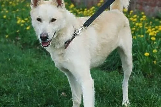 ZORRO- pogodny i inteligentny pies do adopcji, mazowieckie Warszawa