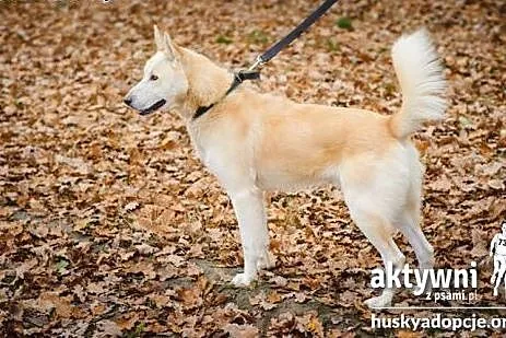 ZORRO- pogodny i inteligentny pies do adopcji,  ma