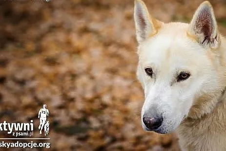 ZORRO- pogodny i inteligentny pies do adopcji,  ma