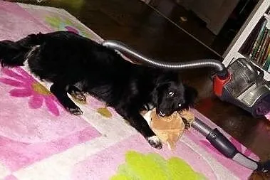 7kg i półroczna Klusia szuka domu,  małopolskie Kr