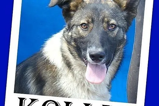 Młoda,przyjazna,rezolutna,kontaktowa,suczka Kolia Adopcja,  mazowieckie Warszawa