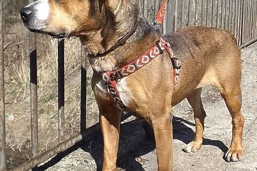 Piękna Negra w typie TTB ZNOWU szuka domu,  dolnoś
