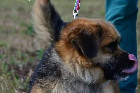 Mały, słodki Zębulek czeka na dom,  wielkopolskie 
