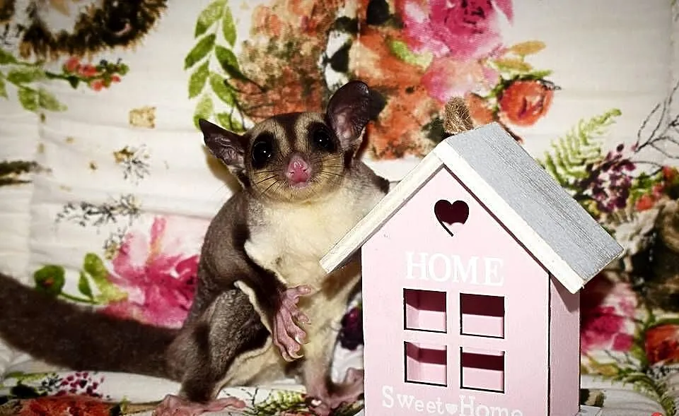 Lotopałanka karłowata, lotopalanki, sugar glider, sugar gliders, Dolnośląskie, Wrocław