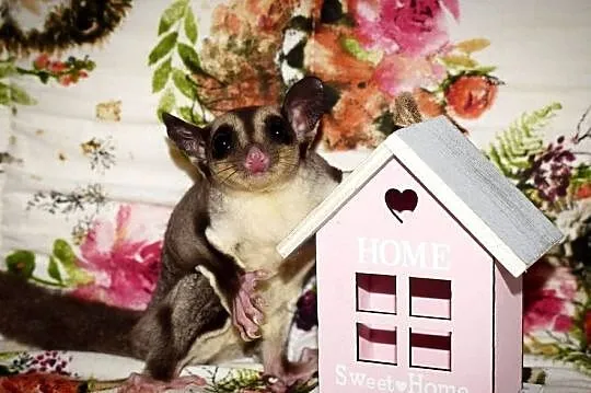 Lotopałanka karłowata, lotopalanki, sugar glider, sugar gliders, Dolnośląskie, Wrocław