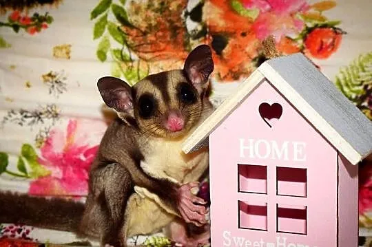 Lotopałanka karłowata, lotopalanki, sugar glider, sugar gliders, Dolnośląskie, Wrocław