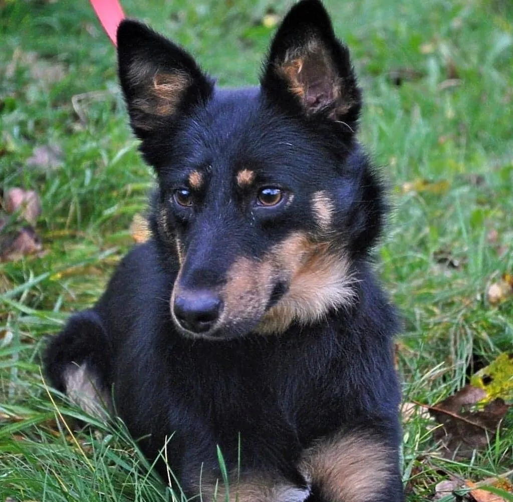 Daisy - mała, kochana sunia szuka domu, Mazowieckie, Warszawa