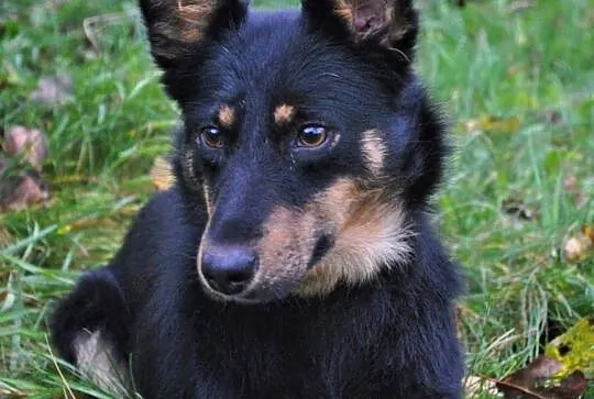 Daisy - mała, kochana sunia szuka domu, Mazowieckie, Warszawa