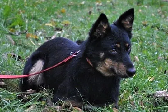 Daisy - mała, kochana sunia szuka domu, Mazowieckie, Warszawa