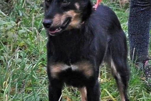 Daisy - mała, kochana sunia szuka domu, Mazowieckie, Warszawa