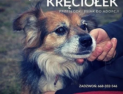 Kręciołek - śliczny. malutki trikolorek, małopols