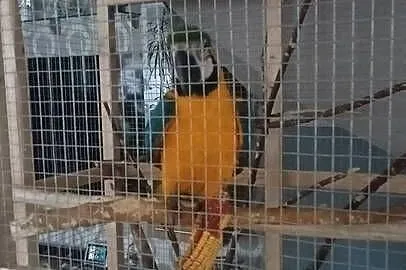 Sprzedam papugę Ara ararauna, Małopolskie, Charsznica