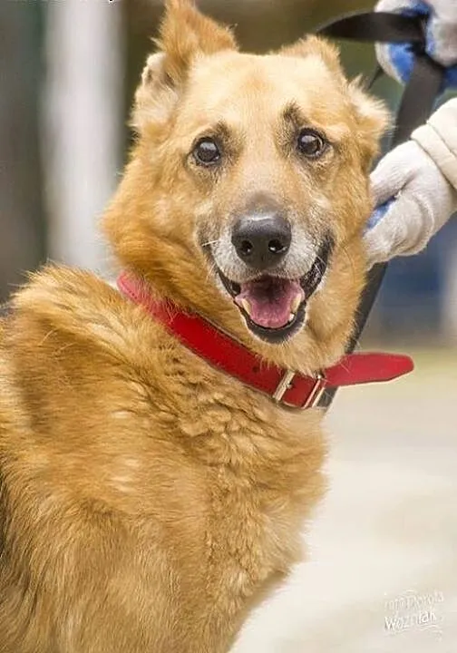 Radosny, uśmiechnięty Rudi, cudowny OWCZAREK adopc
