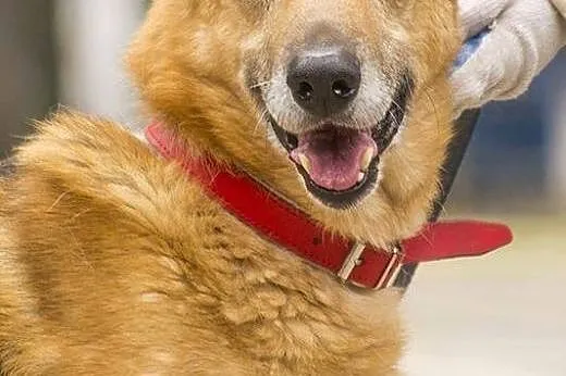 Radosny, uśmiechnięty Rudi, cudowny OWCZAREK adopcja, Kundelki cała Polska