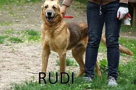Radosny, uśmiechnięty Rudi, cudowny OWCZAREK adopc