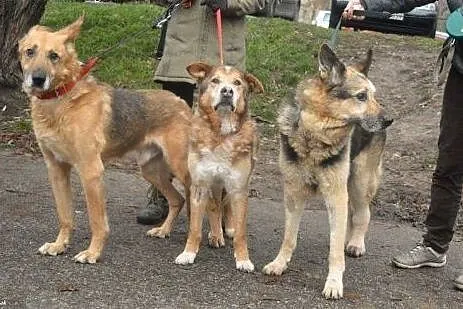 Radosny, uśmiechnięty Rudi, cudowny OWCZAREK adopc