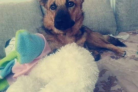 Mary-niewielka, 10 miesięczna sinia czeka na cierpliwy dom, Wielkopolskie, Poznań
