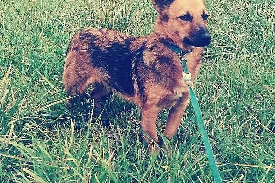 Mary-niewielka, 10 miesięczna sinia czeka na cierpliwy dom, Wielkopolskie, Poznań